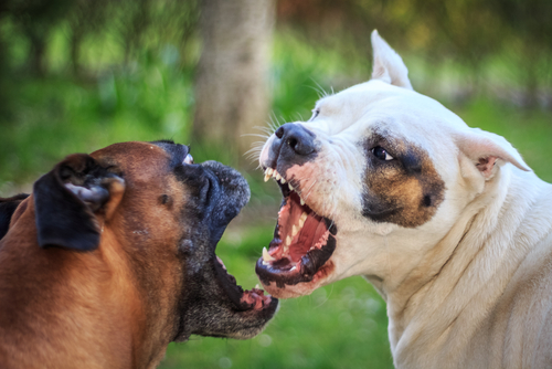 Two dogs facing each other and growling.