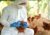 Person in protective gear vaccinating chickens.