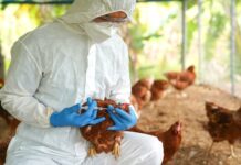 Person in protective gear vaccinating chickens.