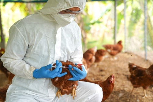 Person in protective gear vaccinating chickens.