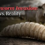 Screwworm Invasion | The HighWire Episode 480