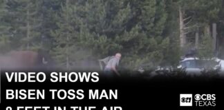 Video shows bison toss man 8 feet in the air at Yellowstone National Park